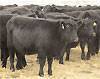 Gunter Black Commercial Heifers : click to enlarge