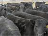 Gunter Black Commercial Heifers : click to enlarge