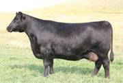 Capacity as a calf.