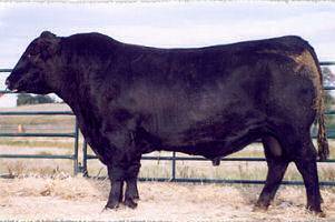 BASIN PRIME CUT 354K