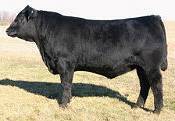 Capacity as a calf.