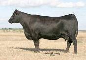 Dam of Dynamite 1365
