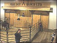 View of the sale ring.